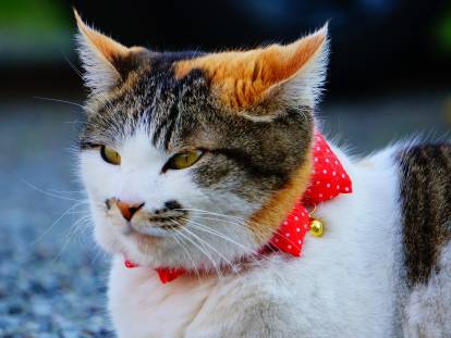 Un chat tricolore avec un collier rouge