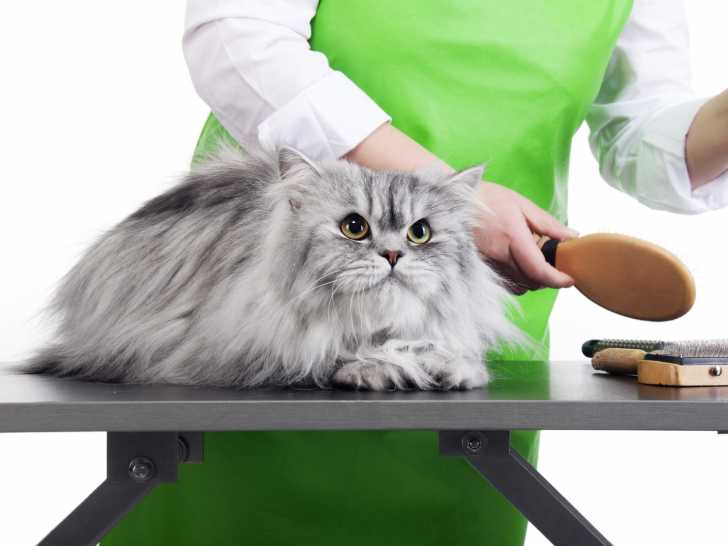 La table de toilettage pour chat