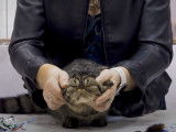 5 chats Exotic Shorthair participent à un concours de beauté international