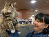 Un Maine Coon remporte un concours de beauté