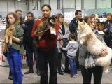 Des Maine Coon lors d'une exposition féline à Nantes