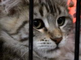 Chatons et chiots s'exposent au Mans