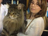Des Maine Coon participent à un concours de beauté