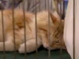 Visite du Salon International du Chat d'Orléans de 2011