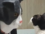 Un propriétaire se déguise aux couleurs de son chat