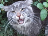 Miaulement de Maine Coon