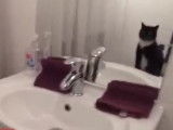 Un chat expérimente le concept du miroir