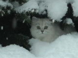 Un chat British Longhair découvre la neige