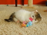 Un chaton Exotic Shorthair très actif