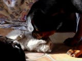 Des chatons jouant sans crainte avec des Rottweilers