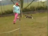 Un chat fait de l'agility !