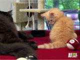 Un chaton Siberian joue sur (et dans) une table de billard
