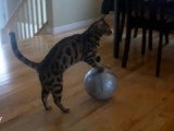 Quelques tours d'un chat Bengal