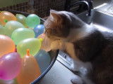 Un chat Munchkin joue avec des ballons de baudruche