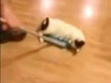 Un chat fan de curling !