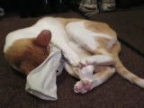 Un Oriental Shorthair accro aux chaussettes sales