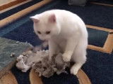 Un chat se défoule sur un rouleau de papier