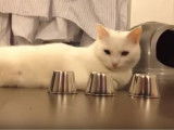 Quand un chat intelligent joue au bonneteau...