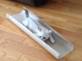 Le quart d'heure de folie d'un chaton Burmilla