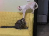Un Maine Coon et un Cornish Rex jouent ensemble