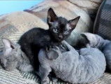 Adorables chatons Devon Rex avec leur maman
