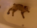 Un chat de Manx s'amuse dans la baignoire