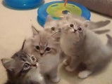 Des chatons Ragamuffin bien joueurs