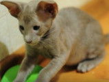 Des chatons Oriental Shorthair s'amusent