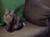 Un Bobtail des Kouriles s'amuse comme un chien