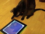 Un Havana Brown joue sur la tablette