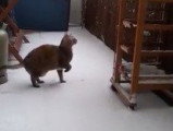 Un German Rex découvre la neige