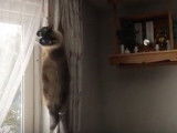 Un chat Snowshoe grimpe sur un rideau