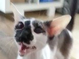 Deux Peterbald très expressifs