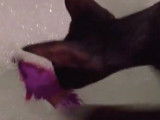 Un Peterbald n'aime pas l'eau