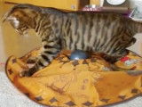 Un Toyger découvre un nouveau jouet