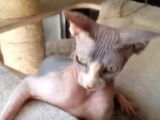 Un Sphynx s'amuse sur son hamac