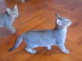 Deux Chausie s'amusent