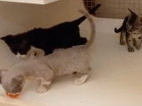 Des chatons Minskin s'amusent