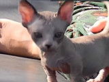 Un chaton Bambino curieux