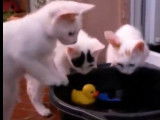 Des chatons découvrent l'eau