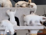 Des chats Thaï heureux de jouer