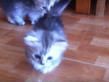 Deux chatons Minuet et leur balle