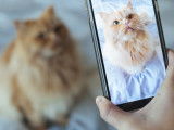 Une maitresse prenant son chat roux en photo