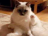 Le quotidien d'un chaton Ragdoll