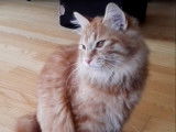 Un moment de jeu avec un chaton Kurilian Bobtail