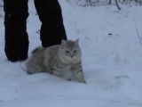 Première sortie pour un Kurilian Bobtail