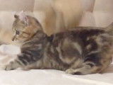 Deux chatons Kinkalow s'amusent