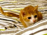 Un chaton LaPerm s’amuse avec un jouet en forme de souris