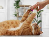 Une femme joue avec son chat roux dans un salon