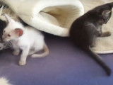 Des chatons Mandarins et Balinais jouent ensemble